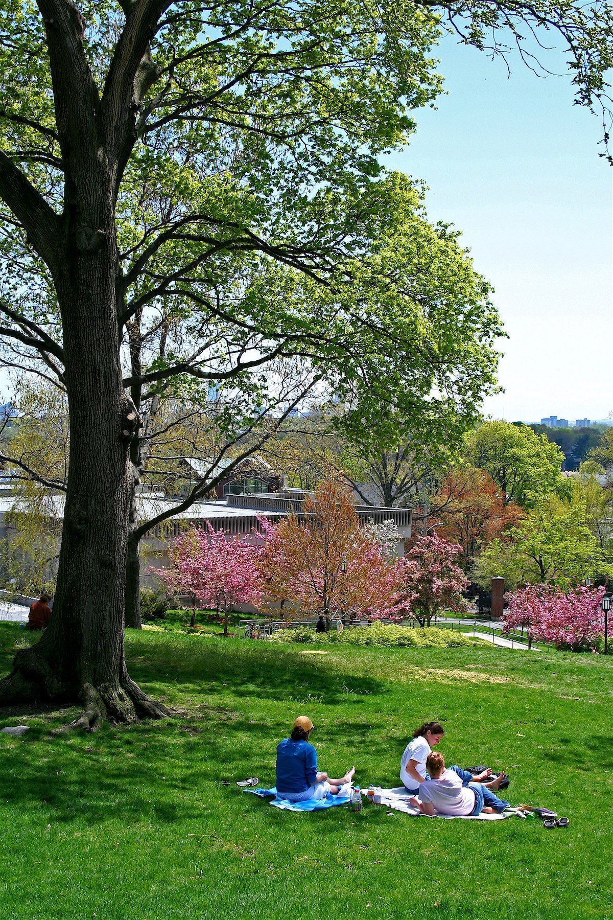 La gente se sienta en mantas sobre la hierba verde debajo de un árbol, disfrutando de un picnic en Boston.