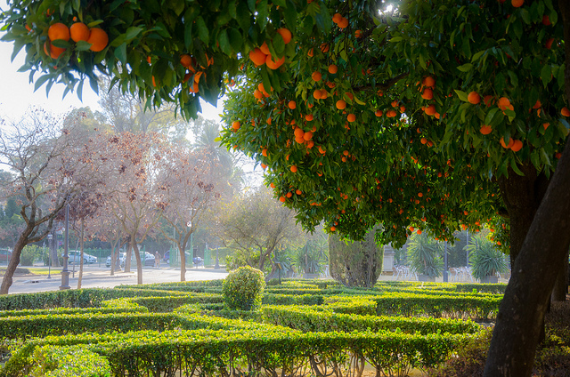 ¡Cómo es el invierno en Sevilla, cubierto de naranjas!
