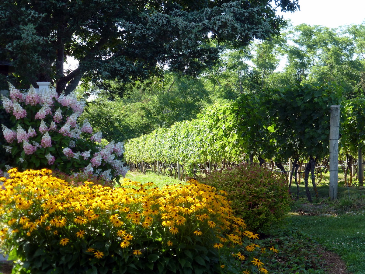 arbustos de flores amarillas y rosas a la sombra de árboles con vides de uva en el fondo