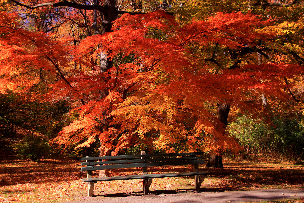 Un banco del parque entre vibrantes árboles rojos y naranjos en otoño