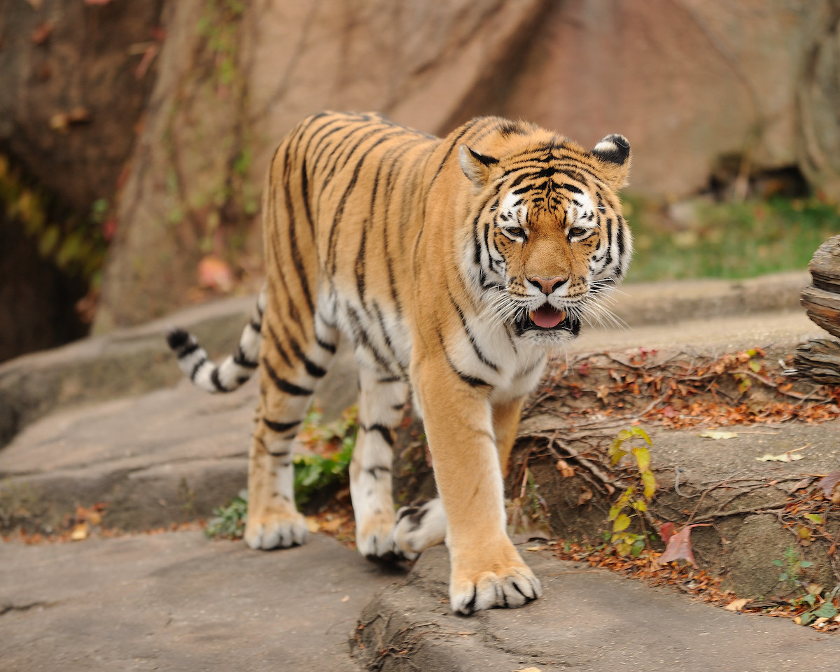 un tigre camina sobre una roca