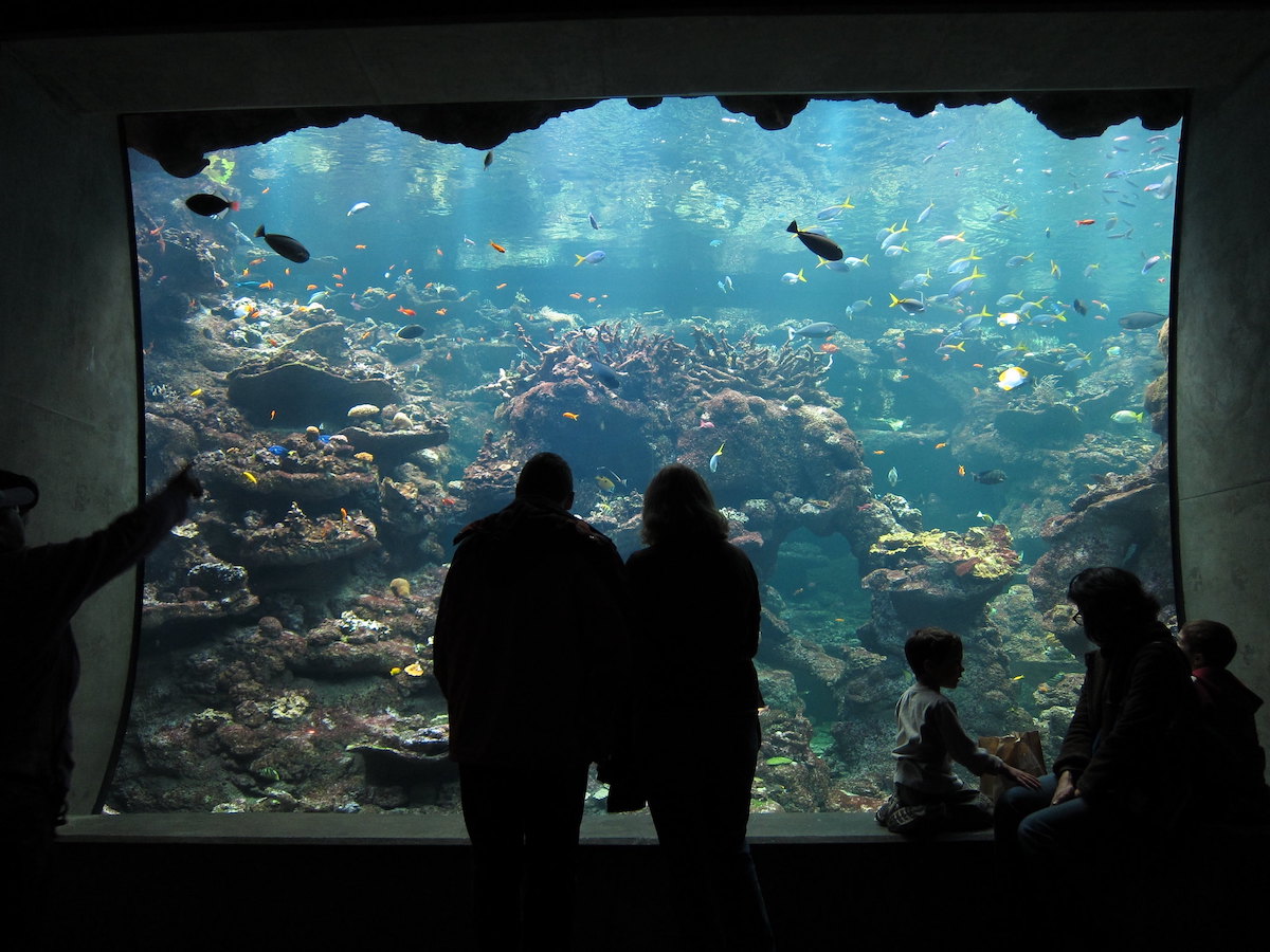 La gente mira a través del vidrio una exhibición de un acuario en la Cal Academy of Sciences en San Francisco.