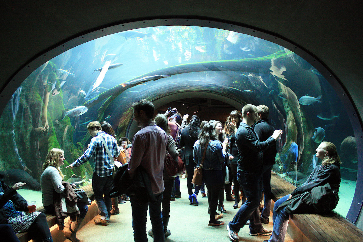 Un grupo de adultos disfruta de un domo de acuario en la Academia de Ciencias Kevin Gong de California