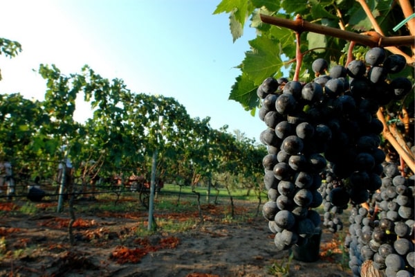 Casale Cento Corvi es uno de los viñedos más interesantes cerca de Roma debido a su rica historia etrusca.