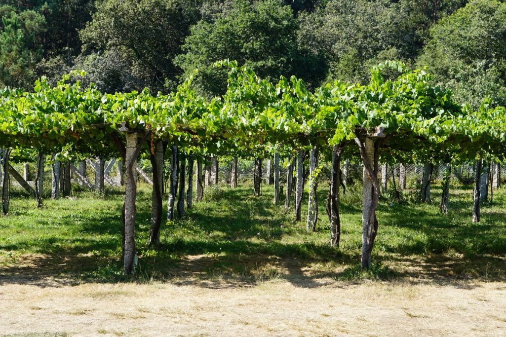 De particular interés son las vides que se ven en algunos recorridos por los viñedos cerca de San Sebastián, que contienen las variedades de uva blanca y tinta necesarias para el vino Txakoli.