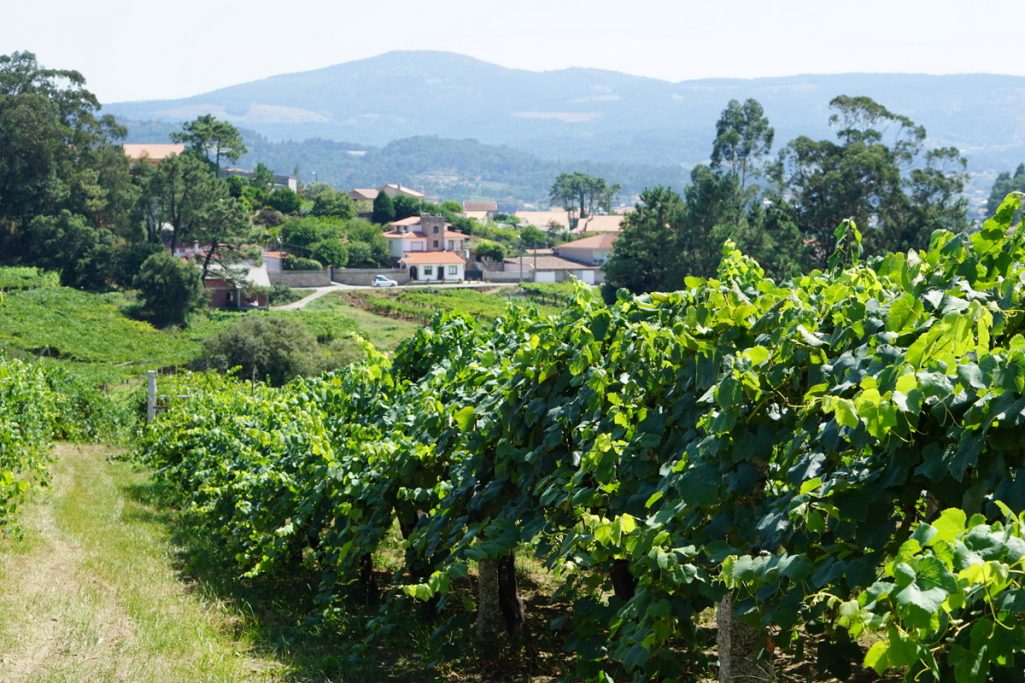 Una de las muchas razones por las que nos encantan los tours de viñedos cerca de San Sebastián es el pintoresco paisaje que encuentras cuando visitas una bodega.