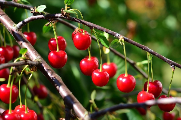 La ginja se elabora en Lisboa con guindas, que son más pequeñas y ácidas que las cerezas normales.