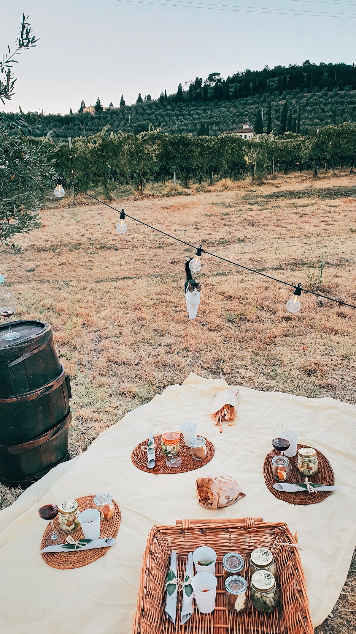 Un picnic con una barrica de vino, vino, bocadillos y un gato con vista a un viñedo toscano