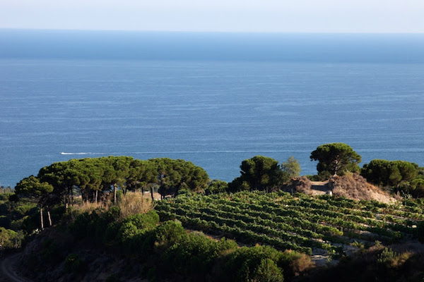 ¡Los vinos catalanes se producen en algunos de los viñedos más bonitos de España!