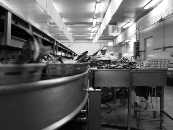 Cada paso del proceso se lleva a cabo en la fábrica de conservas para garantizar la frescura y la calidad.