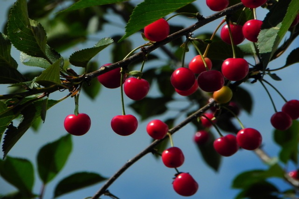 ¡La Ginjinha en Lisboa está hecha de cerezas!