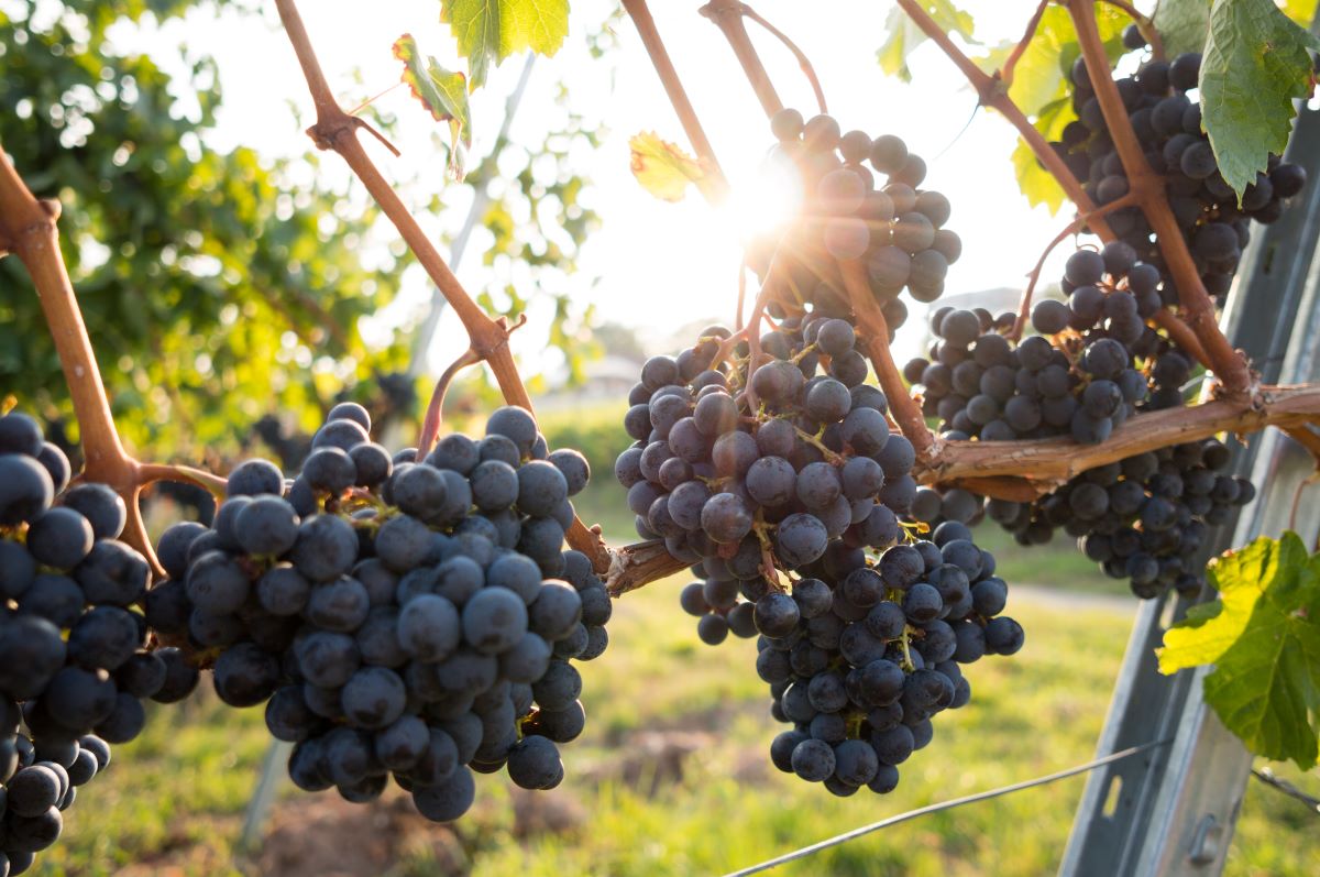 uvas negras en una vid
