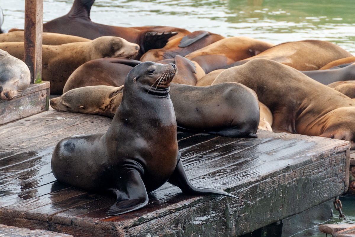 Los leones marinos estaban tumbados en un muelle tomando el sol en el muelle 39 de San Francisco.
