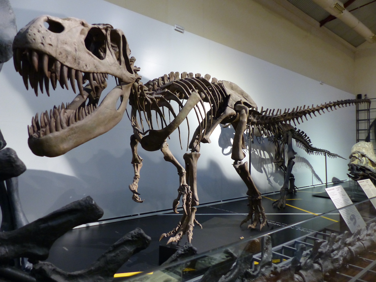 Un gran esqueleto de dinosaurio expuesto en el Museo Nacional de Ciencias Naturales de Madrid.