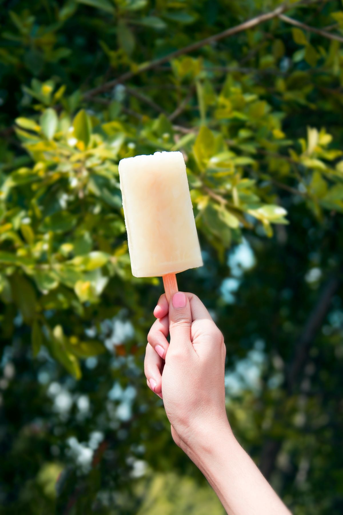 paleta blanca con fondo de árbol