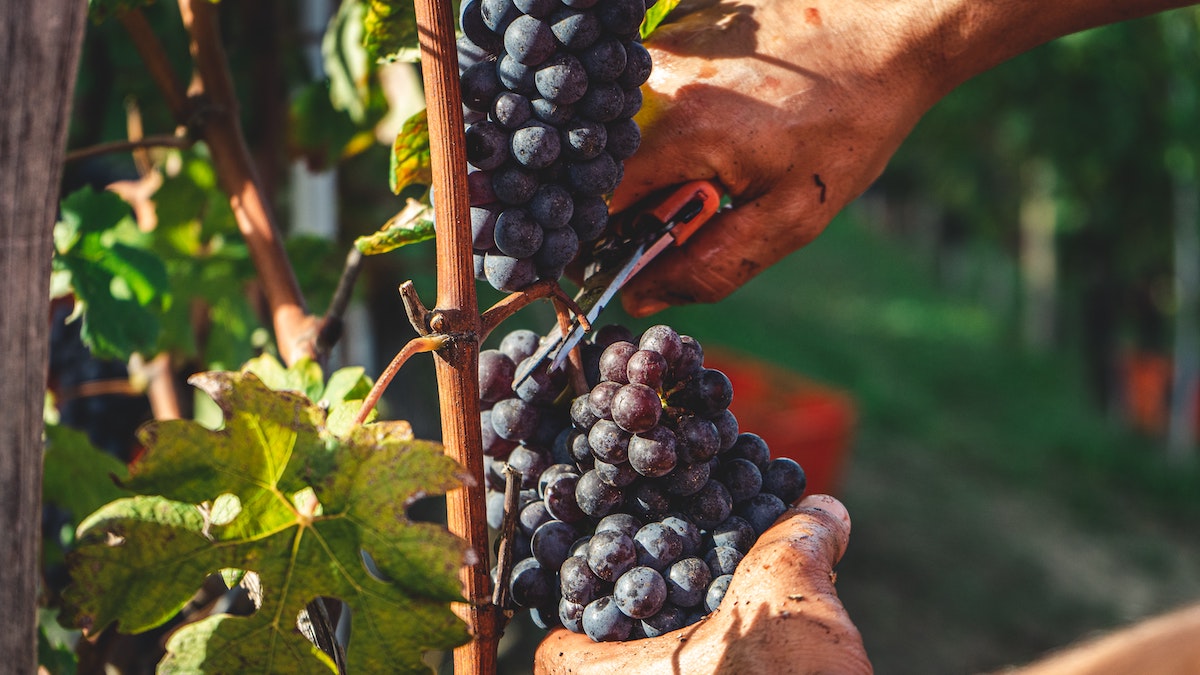 Cerca de la mano de una persona pelando uvas rojas de una vid