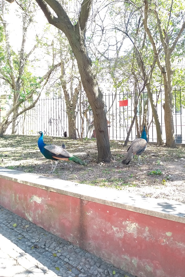 Si está buscando la joya secreta de Lisboa, visite Tapada das Necessidades, ¡uno de los pocos parques de Lisboa donde puede ver pavos reales!