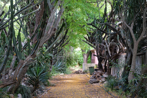 Un jardín botánico tropical