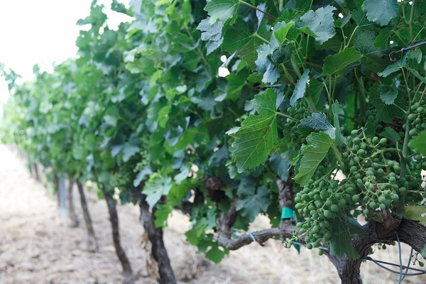 Uvas que crecen en la vid: ¡aún no están listas para la cosecha!