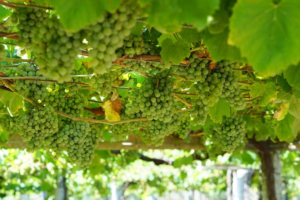 Uvas creciendo en la vid, preparándose para ser vino