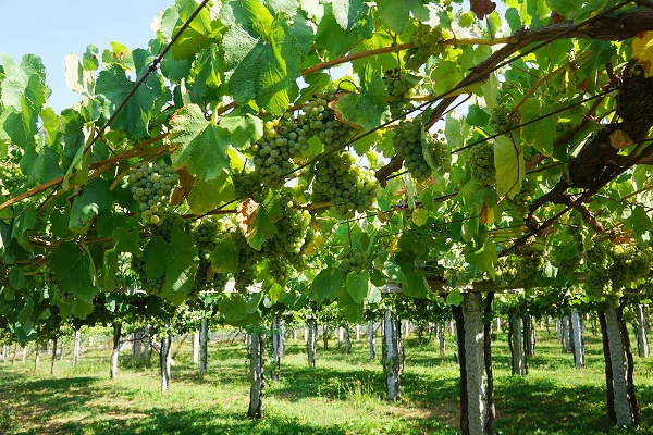 Uvas que crecen en la vid en España, antes de ser cosechadas.