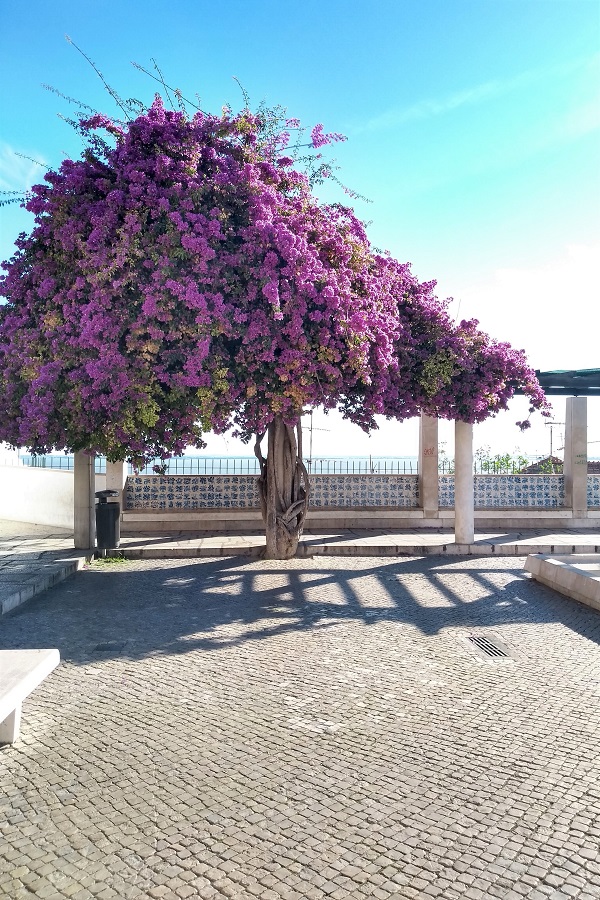 Si está buscando los mejores miradouros de Lisboa, definitivamente vale la pena visitar Miradouro de Santa Luzia. Una buganvilla solitaria siempre se ve bien en las fotos.