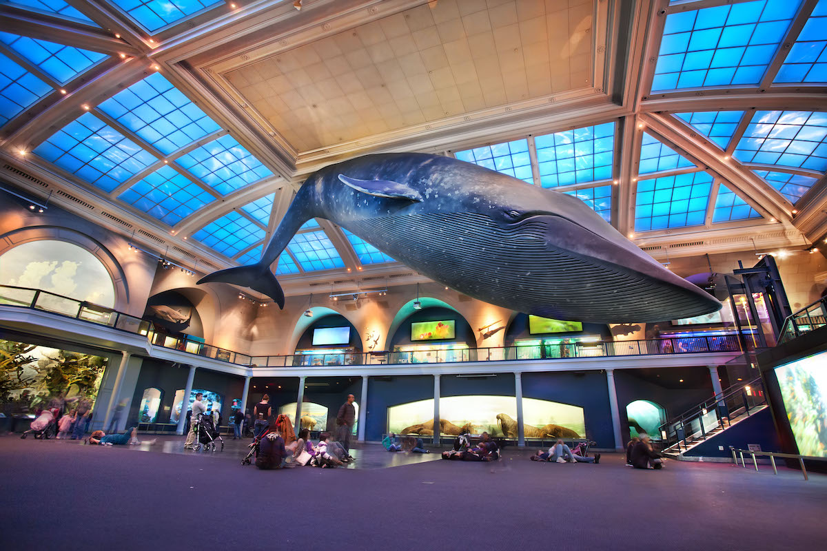 Una réplica gigante de una ballena azul cuelga sobre un atrio dentro de un museo.
