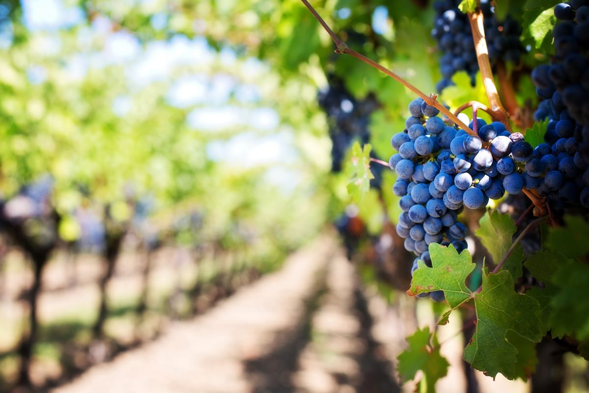 uvas negras en la vid