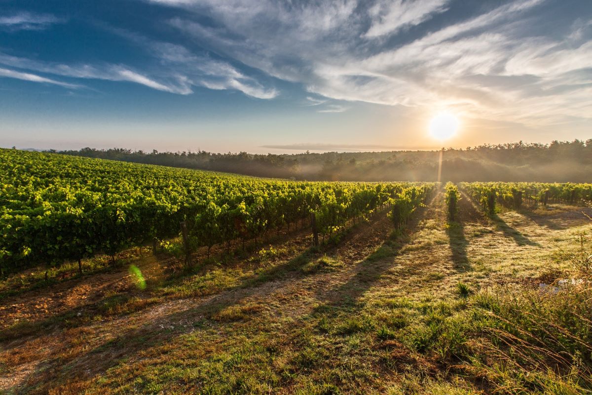 puesta de sol sobre un viñedo