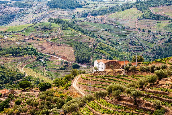 Si desea experimentar el mejor vino portugués, debe visitar el Valle del Duero, ¡una de las regiones vinícolas más antiguas del mundo!