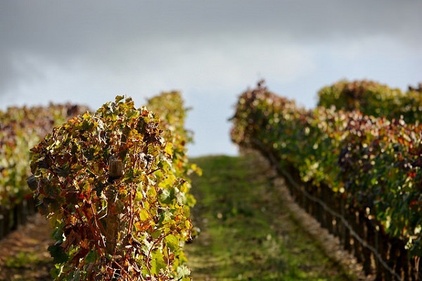 Si buscas el mejor vino portugués, debes ir al Alentejo y visitar los viñedos.