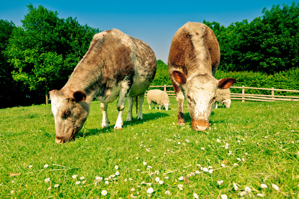 Una vaca estaba pastando en un campo