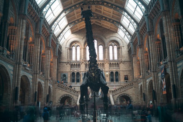 Esqueleto de dinosaurio en el Museo de Historia Natural de Londres