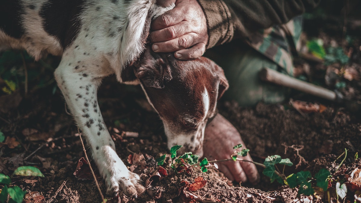 Perro marrón y blanco olfateando la suciedad