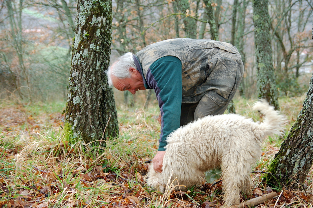 Un hombre mayor y un perro blanco cazando trufas en el bosque.