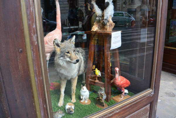 Una de las cosas más inusuales para hacer en París es visitar Deyrolle, ¡una boutique única conocida como la más mágica del mundo!