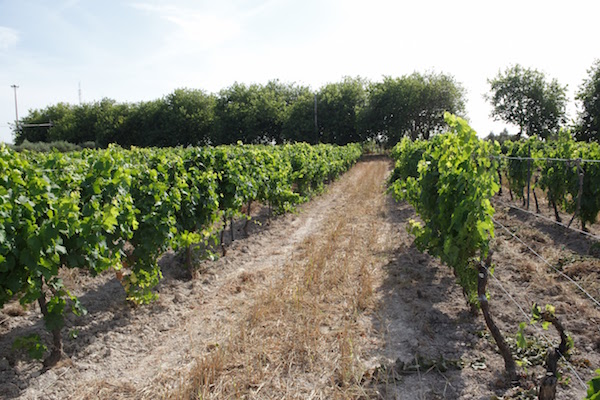 Viñedo