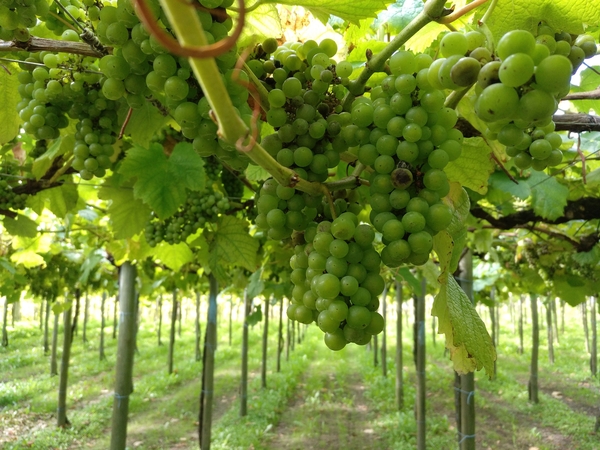 Uvas creciendo en la vid en el viñedo Elkano, hogar de algunos de los mejores txakoli del País Vasco.